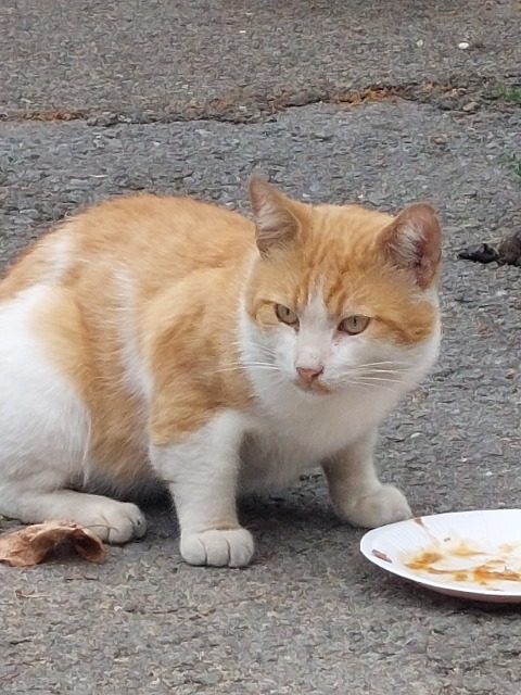 Lola - gato encontrado, Córdoba