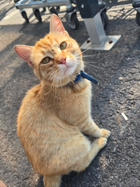 Puenktchen - cat found, Mannheim