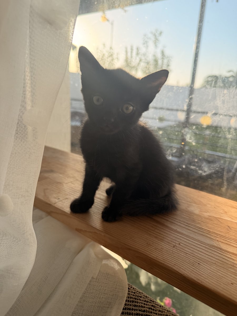 Zoe - Katze