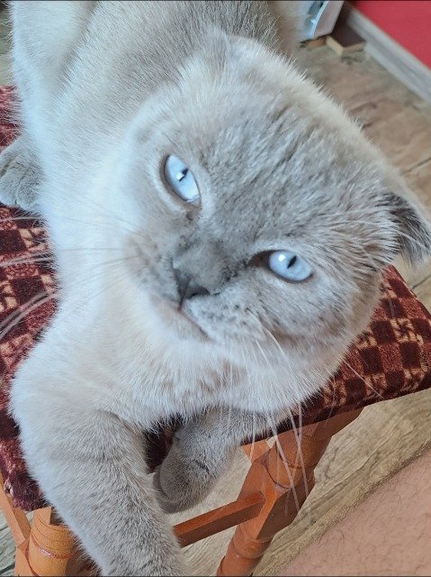 Dyzio - DO ADOPCJI, kot · Scottish Fold · Ruda Śląska, Polska 3