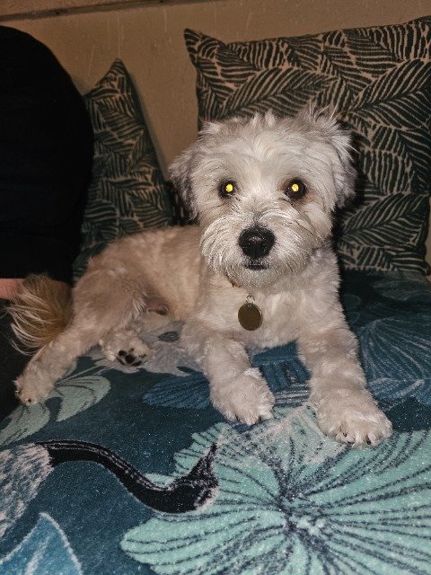 Fougue - dog