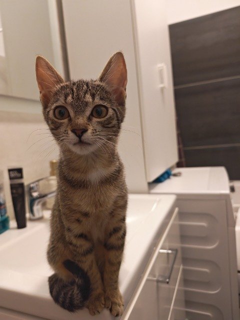 Bijoux - kat vermist, Brugge