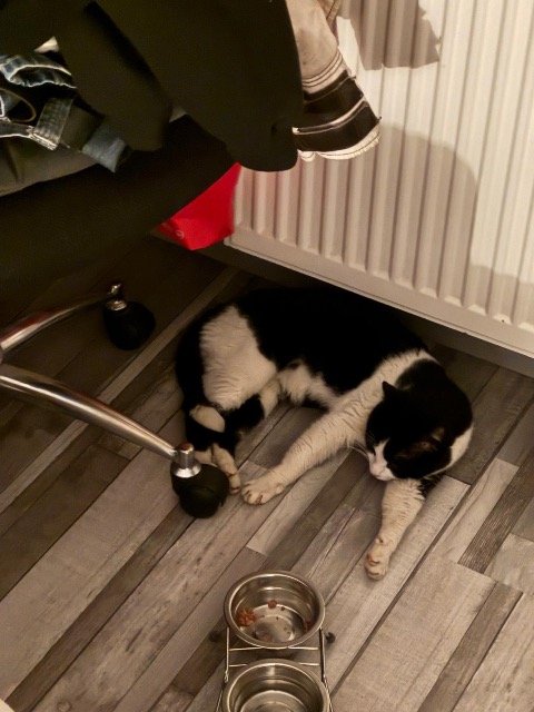 Arielle - Trouvé, chat · européenne · Bruxelles, Belgique 4