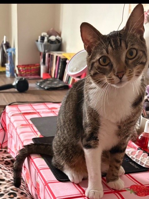 Lia - Katze vermisst, Dortmund