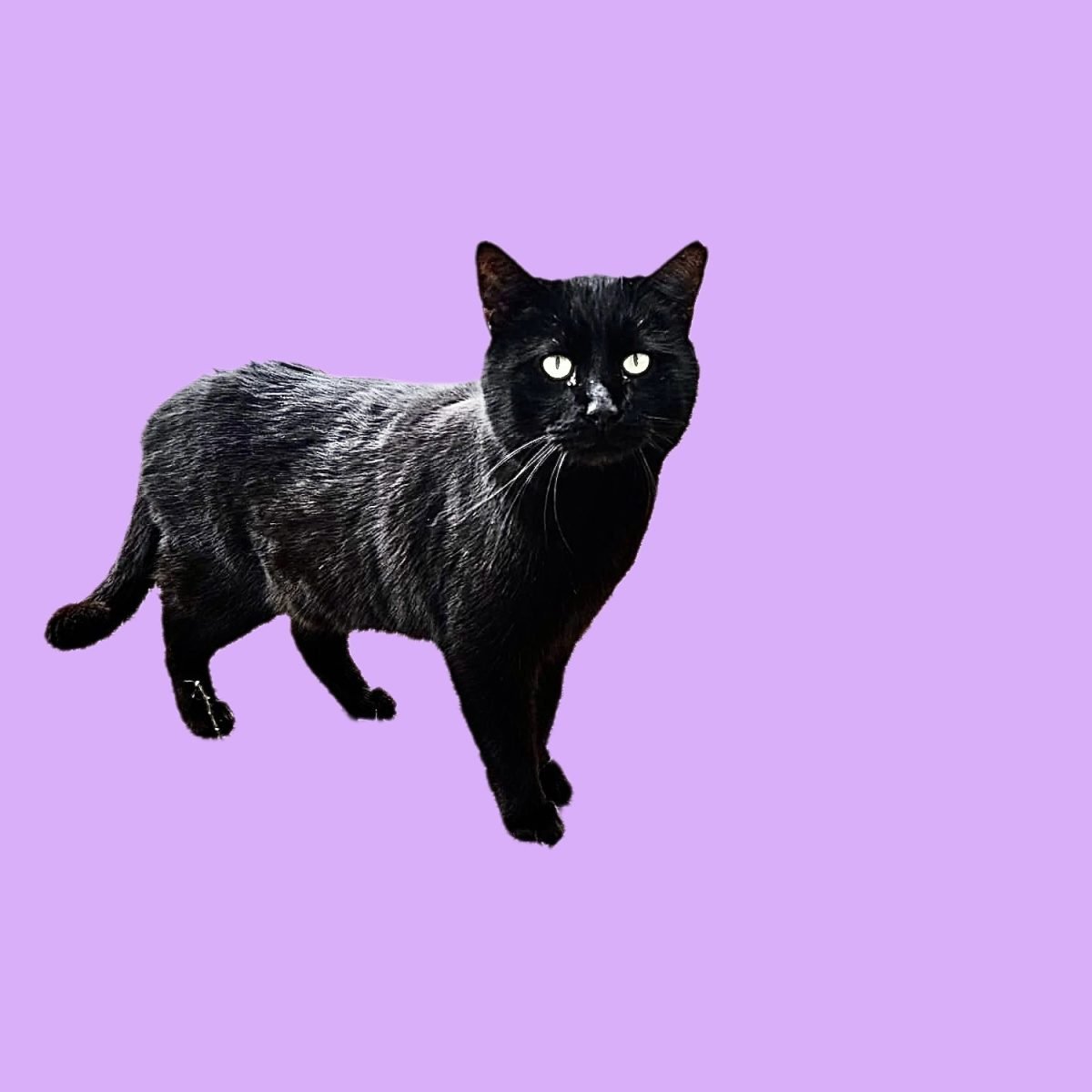 Zoe - cat found, Sevilla