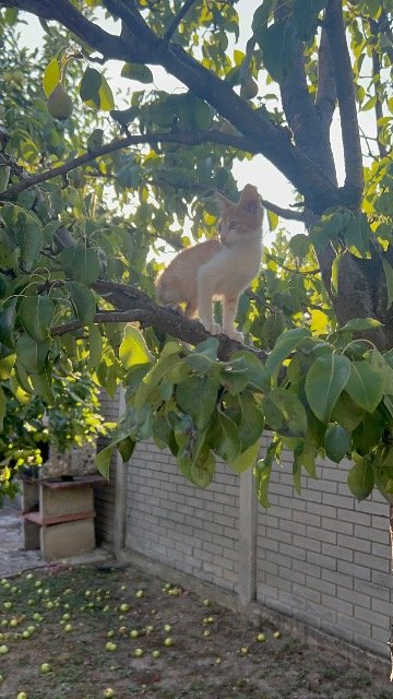 Bambi - SMARRITO, gatto · meticcio · Genova, Italia 4