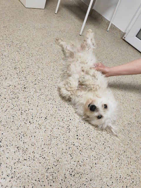 Vicky - TROVATO, cane · bichon · Firenze, Italia 4