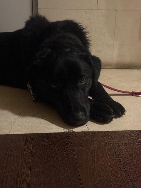 Poldi - Hund gefunden, Vienna