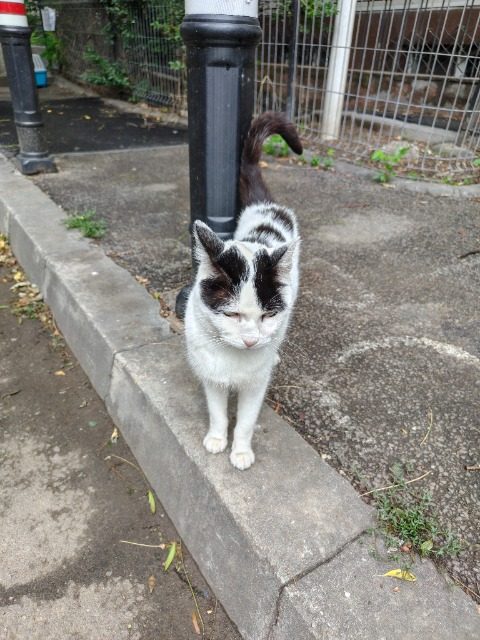 Cica - cat found, Budapest XVII. kerület
