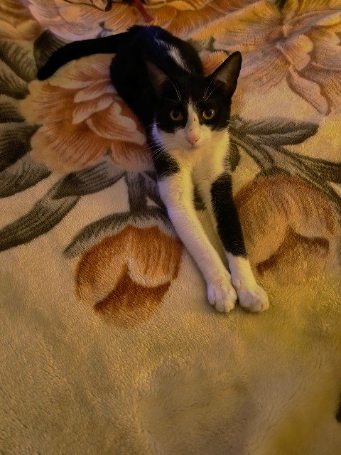 Isotta - cat lost, Rimini