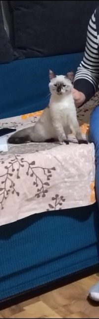 Fules - cat found, Kőbánya