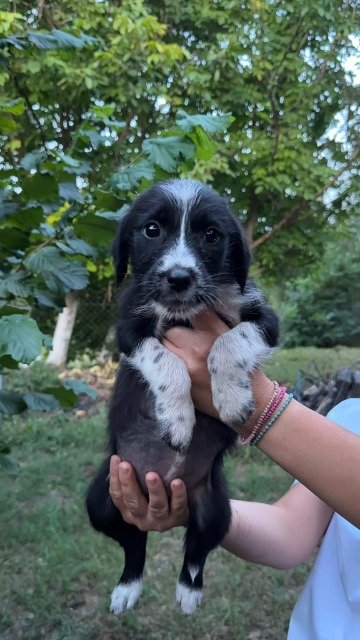 Luna - cão encontrados, Porto