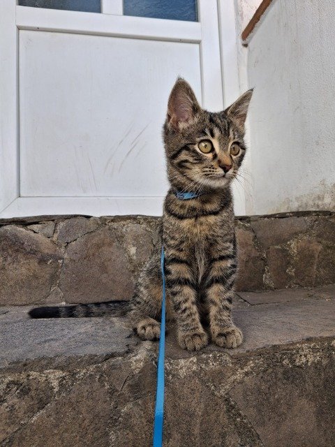 Oscarine - chat perdus, Lyon