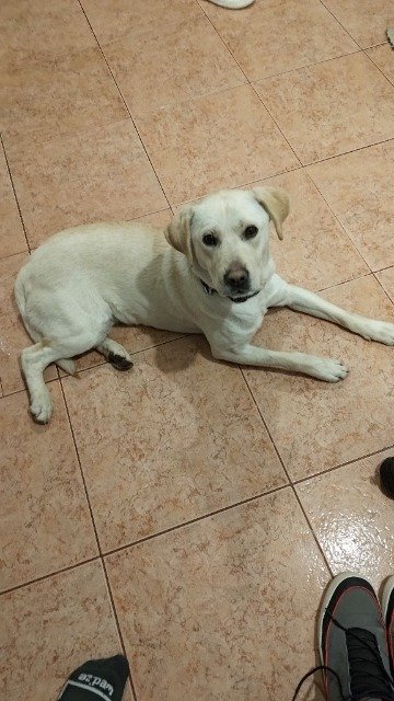 Lords - dog found, Rīga