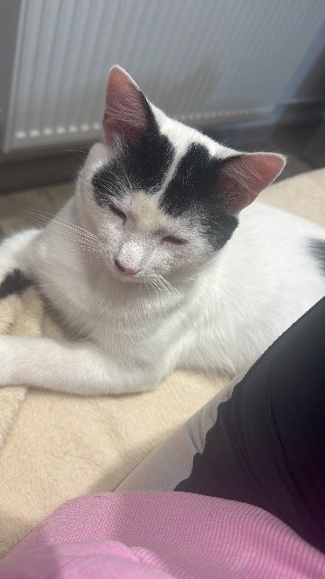 Tiza - PERDIDO, gato · europea · Valencia, España 4