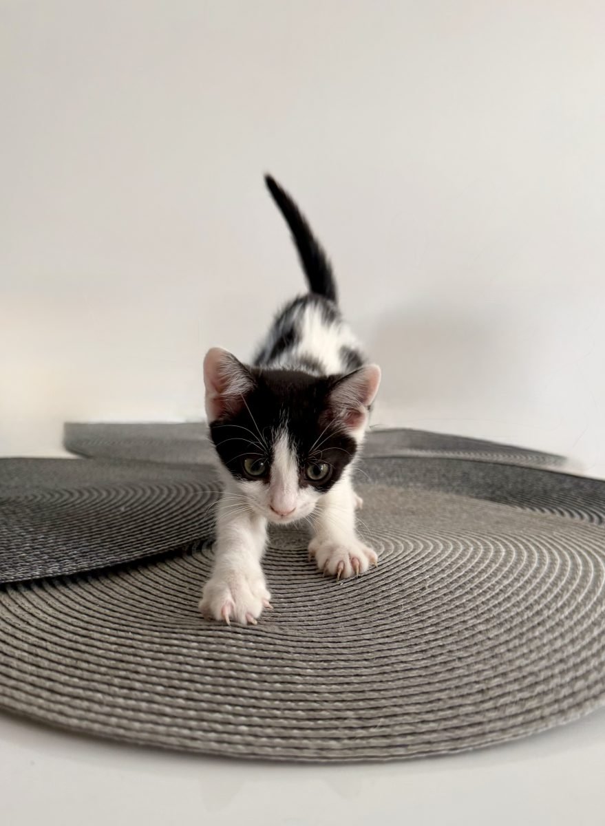 Lili - cat found, Toulouse
