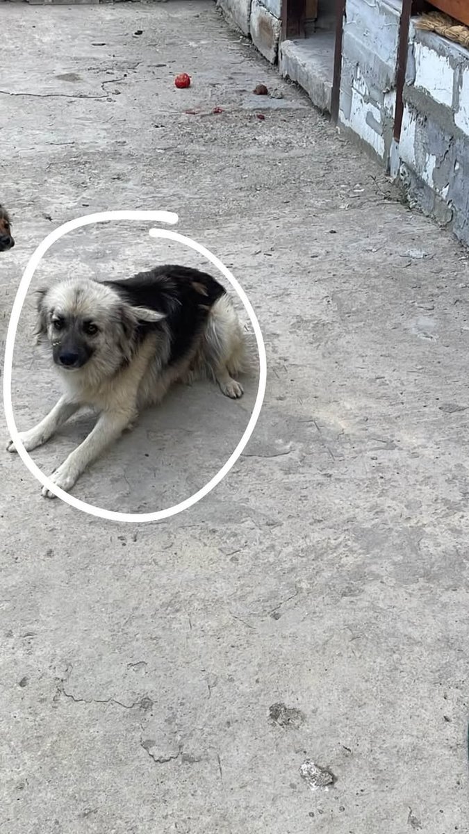 Peludo - ENCONTRADO, perro · mestizo · Palma, España 4
