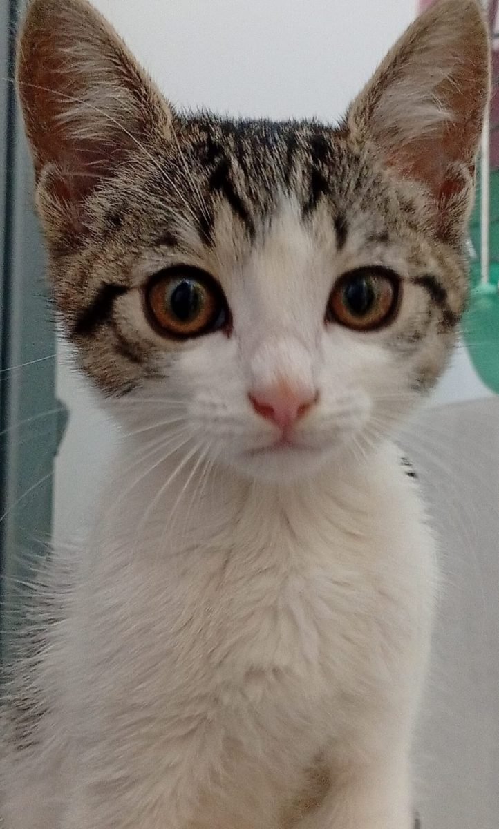 Coconut - cat
