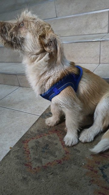 Dingo - dog found, Budapest