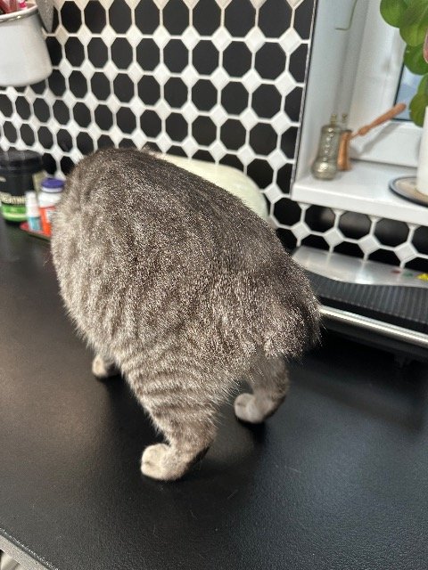 Bola - gato encontrados, Felgueiras