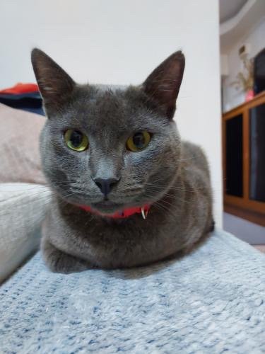 Klementyna - cat lost, Szczecin