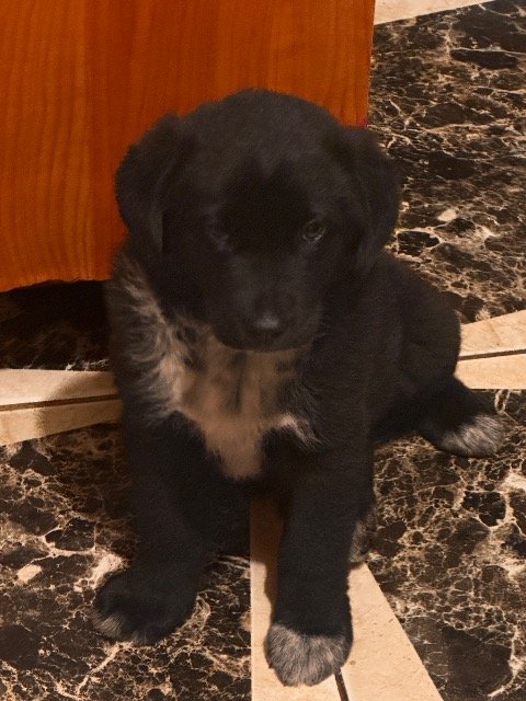 Bolt - cão perdidos, Viseu