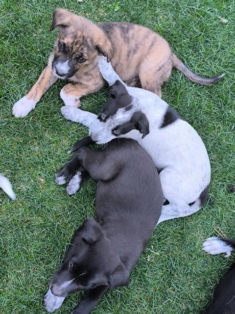 Zulu - PARA ADOÇÃO, cão · mestiço · Rio Tinto, Portugal 4
