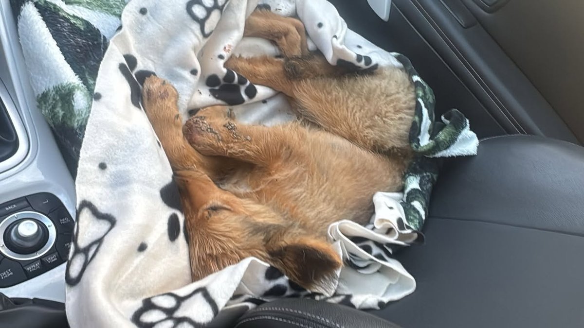 Nala - Hund gefunden, München