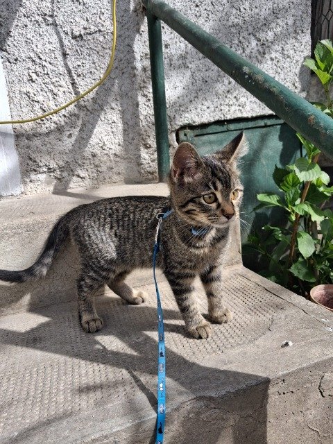 Oscarine - Perdu, chat · Sibérien · Lyon, France 3