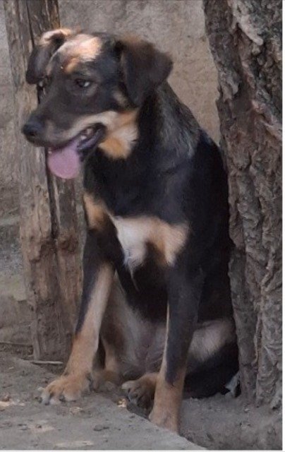 Nerone - IN ADOZIONE, cane · meticcio · Catania, Italia 4