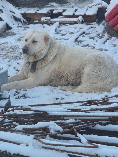 Pablo - dog found, Lublin