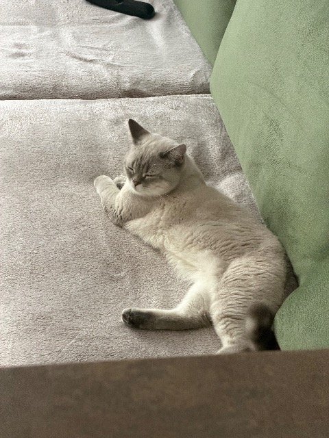 Raya - PERDIDO, gato · British Shorthair · Sevilla, España 3