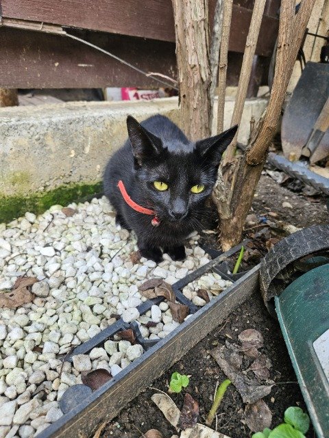 Figaro - Trouvé, chat · de gouttière · Strasbourg, France 3
