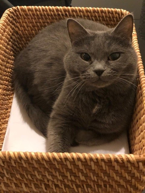 Szilva - cat lost, Kecskemét