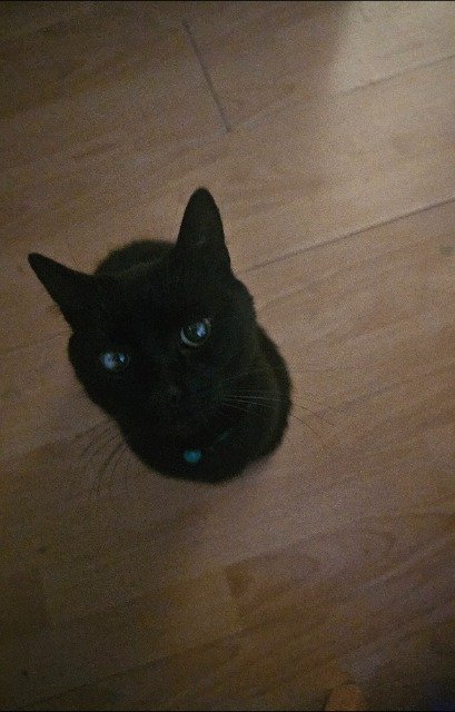 Pucky - ENTLAUFEN, Katze · Europäisch Kurzhaar · Stuttgart, Deutschland 4