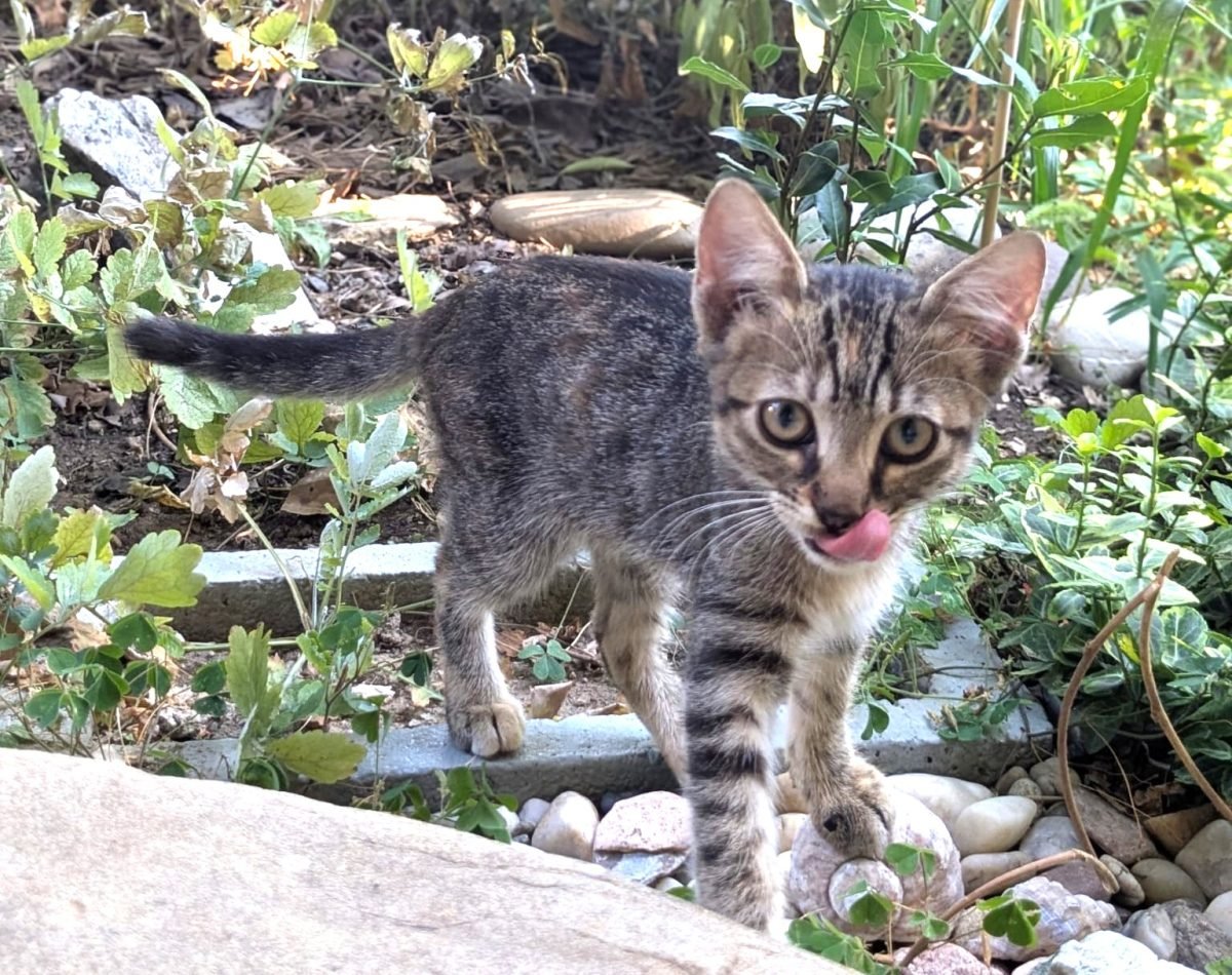 Katti - macska