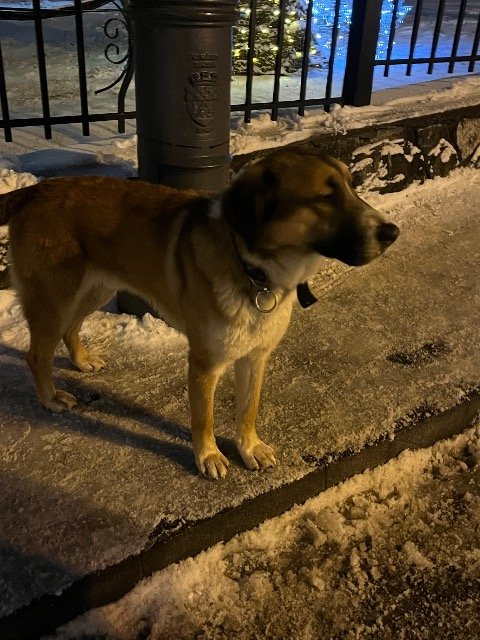 Poppy - chien retrouvés, Villeurbanne