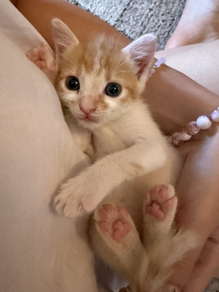 Clever - Katze gefunden, Salzburg