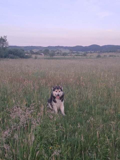 Balto - PERDIDO, perro · malamute de Alaska · Barcelona, España 3
