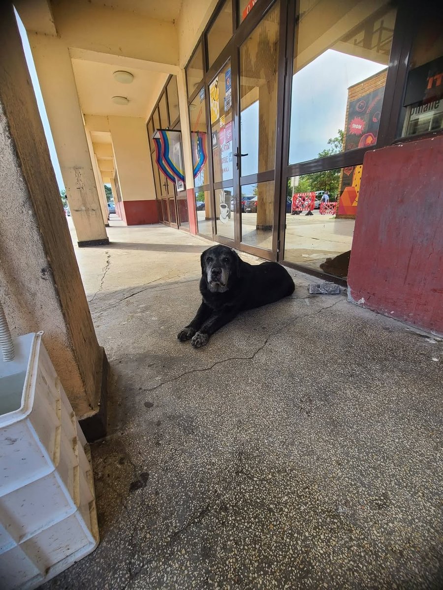 Guapo - ENCONTRADO, perro · mestizo · Valencia, España 3