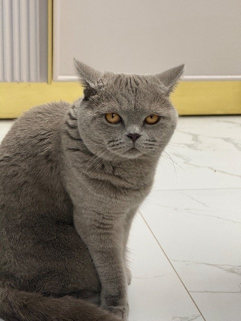 Bryza - ZAGINĄŁ, kot · British Shorthair · Katowice, Polska 3