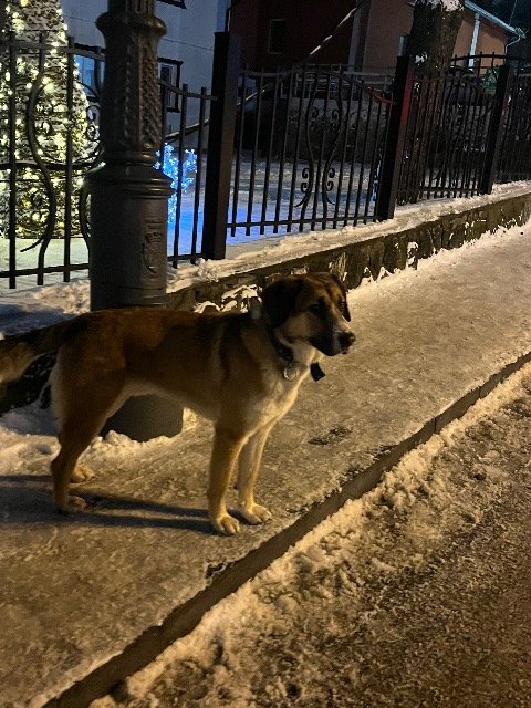 Poppy - Trouvé, chien · Berger belge · Villeurbanne, France 4