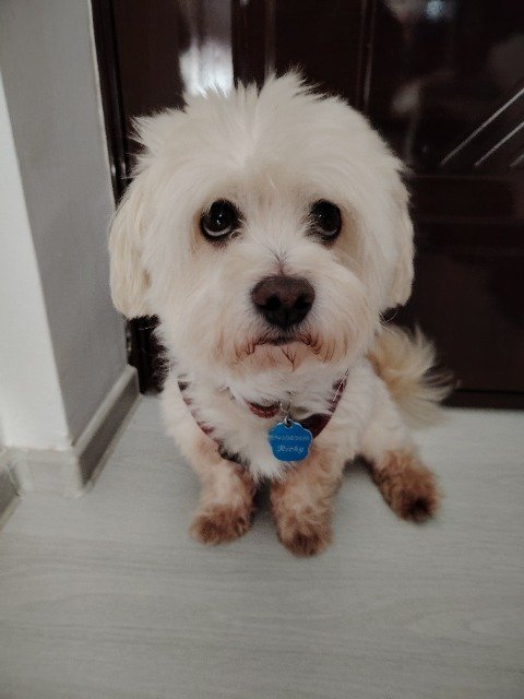 Kiwi - ENTLAUFEN, Hund · Bichon · Salzburg, Österreich 3