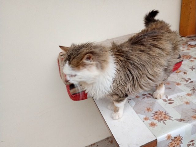 Bogyo - cat found, Budapest XXI. kerület