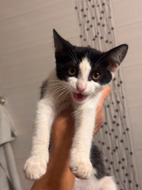 Luna - cat found, Madrid