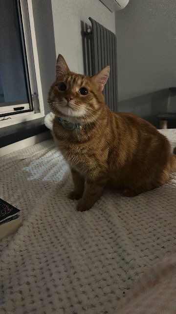 Winnie - cat lost, Firenze