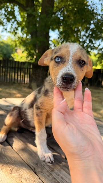 Sammy - TROVATO, cane · Meticcio · Palermo, Italia 3