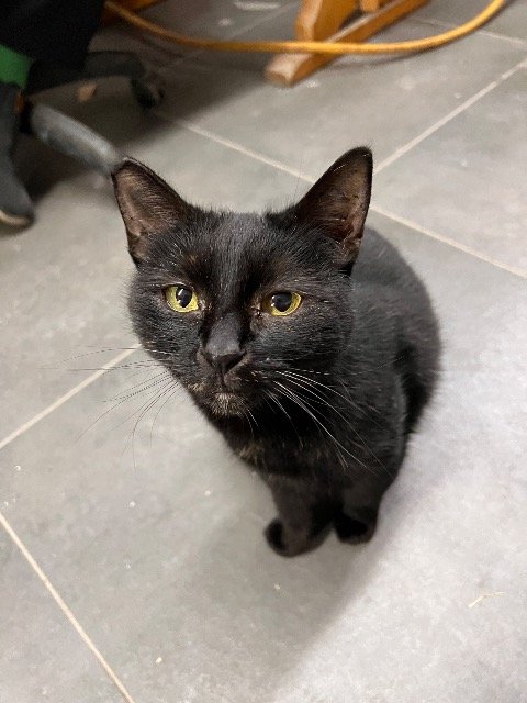 Pelu - PERDIDO, gato · pelo corto · Barcelona, España 4