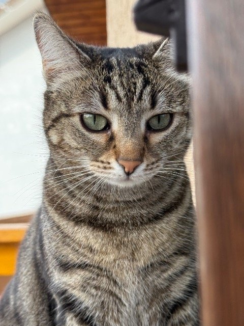 Mia - ENTLAUFEN, Katze · Europäisch Kurzhaar · Köln, Deutschland 4