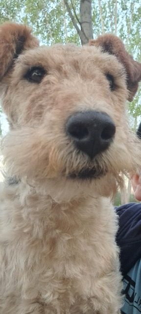 Toby - dog lost, Puente de Vallecas